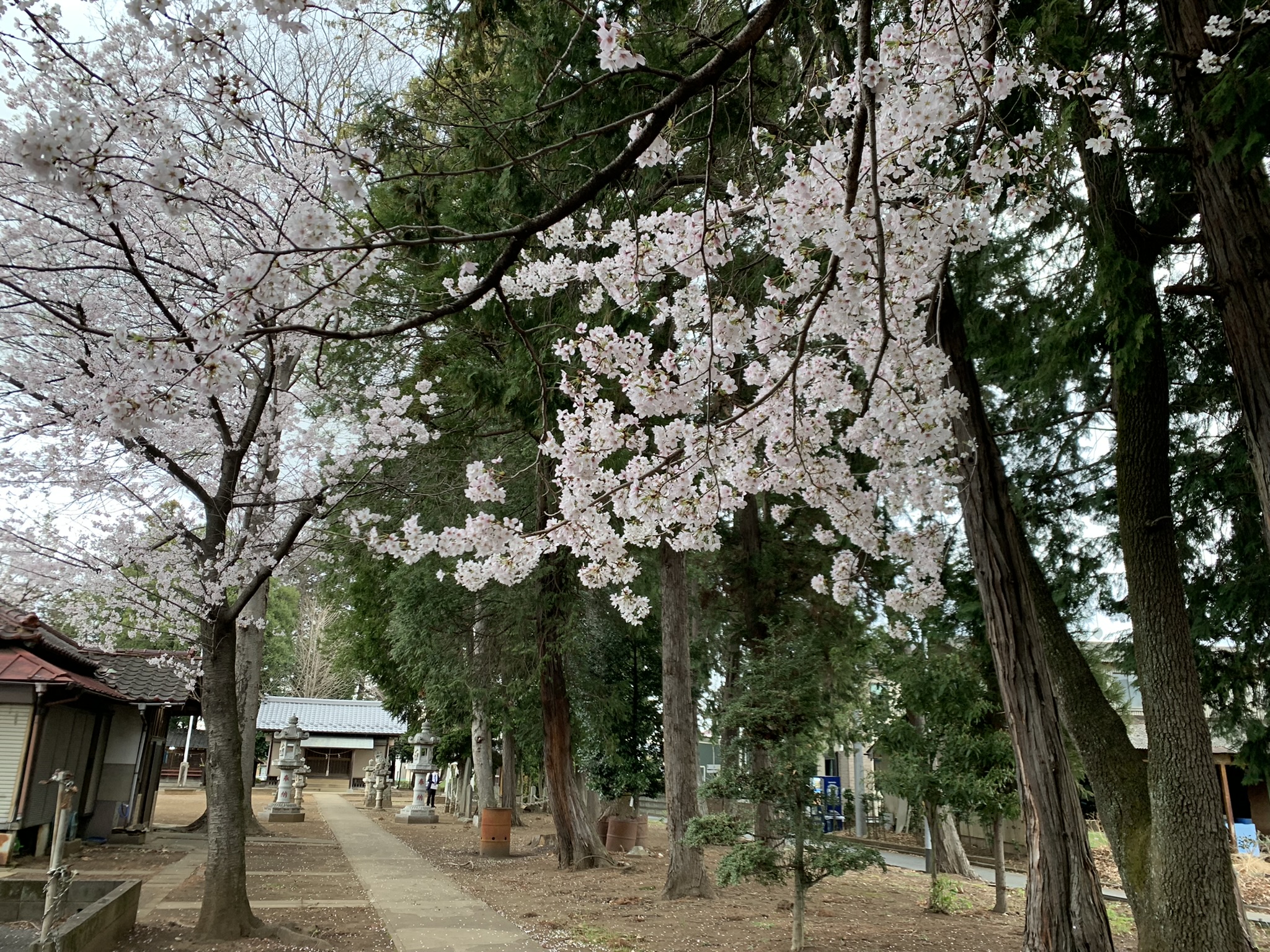 春の八幡神社